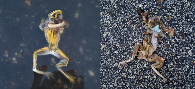 [Two photos spliced together. On the left is a dead frog floating on its back in a puddle. It appears the skin color was yellow. It's front legs are twirled around it while the lower legs are floating spread out. The photo on the right is the smashed remains of a frog on pebbled pavement. It is lying on its back and appears a vehicle may have run over it. Mostly just the skin remains. ]